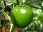 野菜