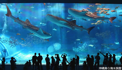 沖縄美ら海水族館 黒潮の海