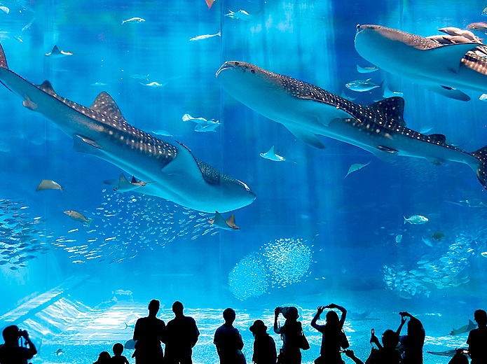 Okinawa Churaumi Aquarium