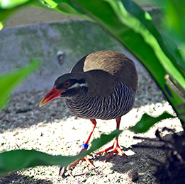 Okinawa